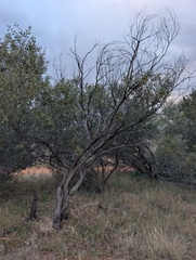 Acacia kempeana, photograph (c) maxark, some rights reserved (CC BY)