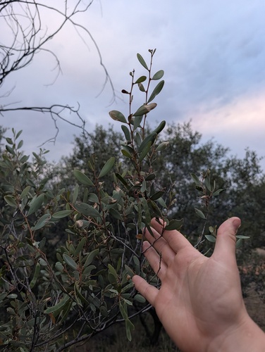 Acacia kempeana, photograph 6
