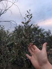 Acacia kempeana, photograph (c) maxark, some rights reserved (CC BY)