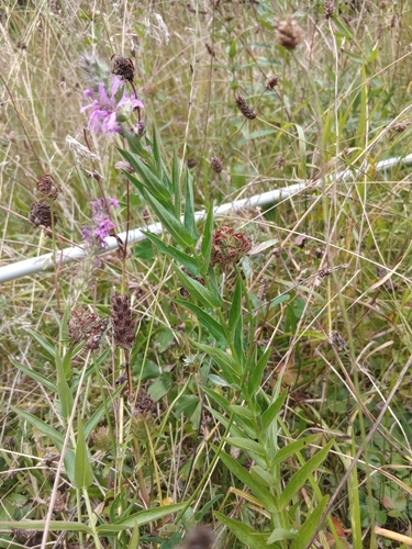 purple loosestrife