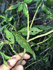 Hibiscus heterophyllus