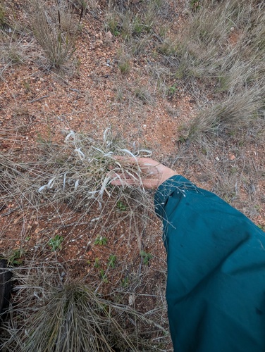 Panicum decompositum observed 2026-08-18