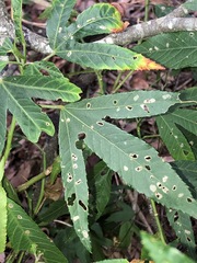 Hibiscus heterophyllus