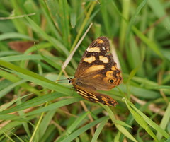 Heteronympha banksii