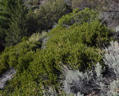 Quercus vacciniifolia