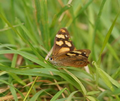 Heteronympha banksii