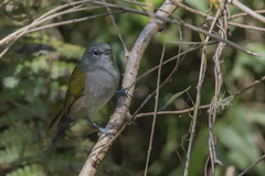 Microligea palustris