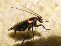 Hemithyrsocera palliata