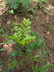 Soymida febrifuga, photograph (c) Ravuri Krishna Chaitanya, some rights reserved (CC BY)