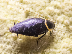 Hemithyrsocera palliata