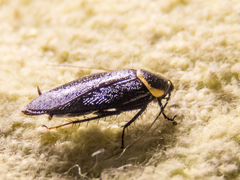 Hemithyrsocera palliata