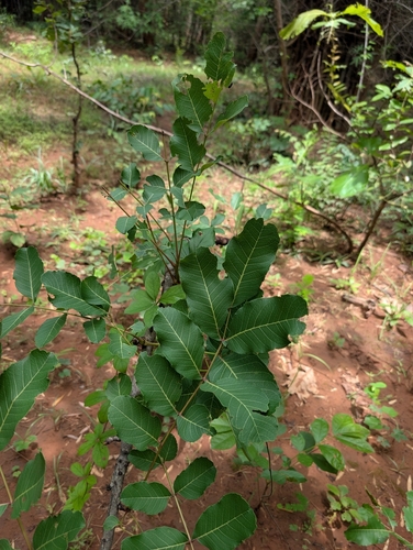 Soymida febrifuga