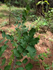 Soymida febrifuga