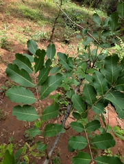 Soymida febrifuga, photograph (c) Ravuri Krishna Chaitanya, some rights reserved (CC BY)