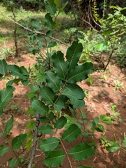 Soymida febrifuga, photograph (c) Ravuri Krishna Chaitanya, some rights reserved (CC BY)