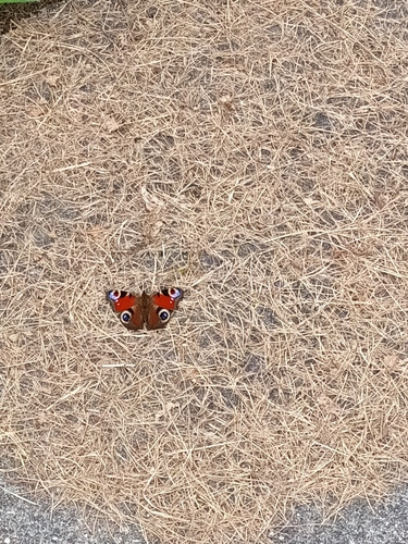 European Peacock Butterfly
