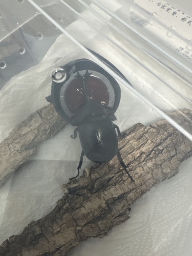 Japanese Rhinoceros Beetle