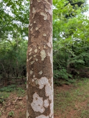 Terminalia anogeissiana, photograph (c) Ravuri Krishna Chaitanya, some rights reserved (CC BY)