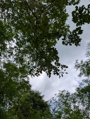 Terminalia anogeissiana, photograph (c) Ravuri Krishna Chaitanya, some rights reserved (CC BY)