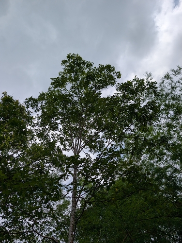 Terminalia anogeissiana, photograph 4