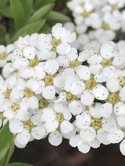 Spiraea cinerea