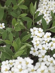 Spiraea cinerea