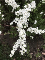 Spiraea cinerea