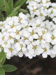 Spiraea cinerea