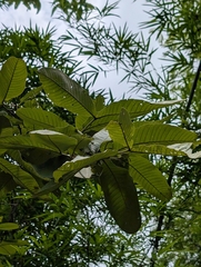 Terminalia elliptica
