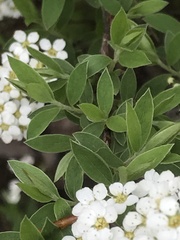 Spiraea cinerea