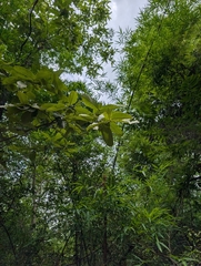 Terminalia elliptica, photograph (c) Ravuri Krishna Chaitanya, some rights reserved (CC BY)