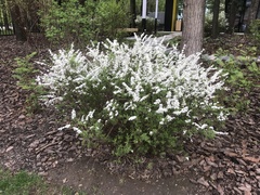 Spiraea cinerea