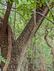 Terminalia elliptica, photograph (c) Ravuri Krishna Chaitanya, some rights reserved (CC BY)