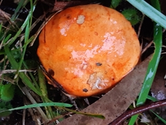 Tylopilus balloui