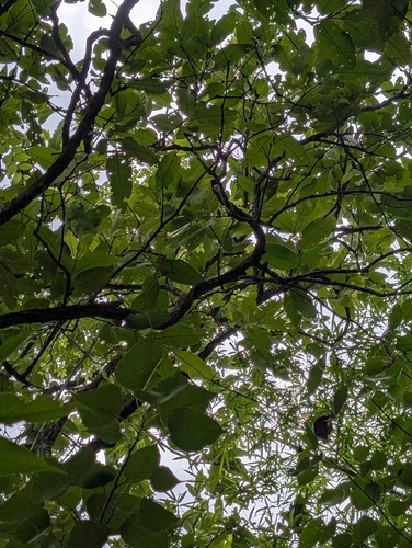 Terminalia elliptica, photograph 4