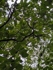 Terminalia elliptica, photograph (c) Ravuri Krishna Chaitanya, some rights reserved (CC BY)