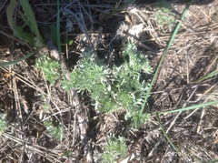 Artemisia austriaca