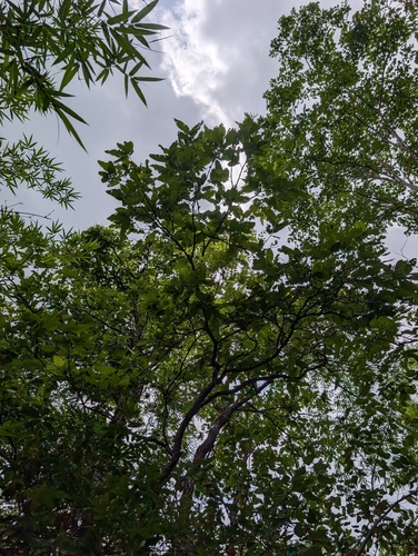 Terminalia elliptica, photograph 5