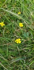 Potentilla erecta