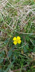 Potentilla erecta