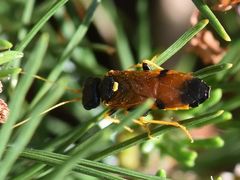 Acantholyda hieroglyphica