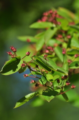 Amelanchier × lamarckii