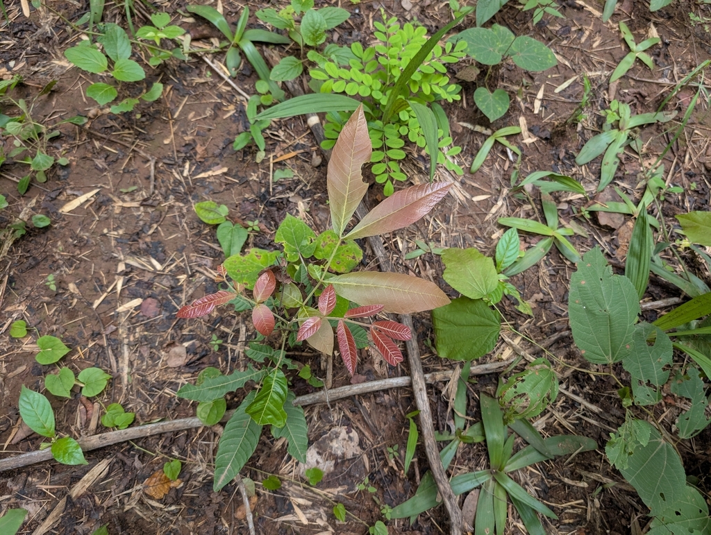 Schleichera oleosa; photograph (c) Ravuri Krishna Chaitanya, some rights reserved (CC BY)