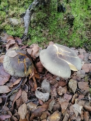 Russula tricholomopsis