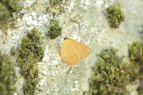 iNaturalist observation photo of Golden Hairstreak