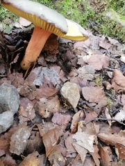Russula tricholomopsis