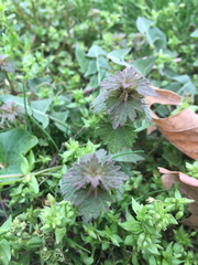 Lamium hybridum