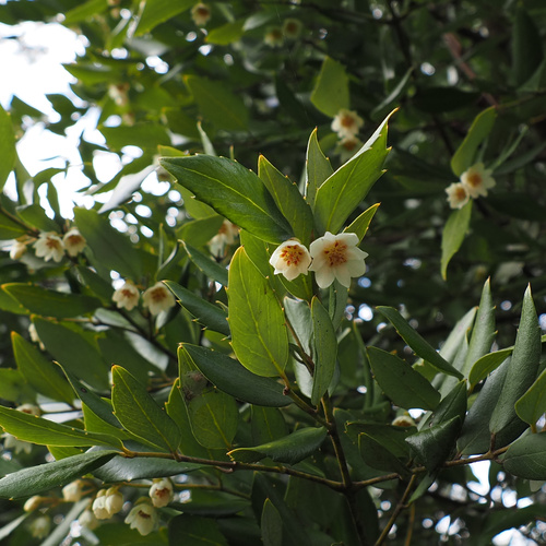 Blackheart sassafras (Atherosperma moschatum)