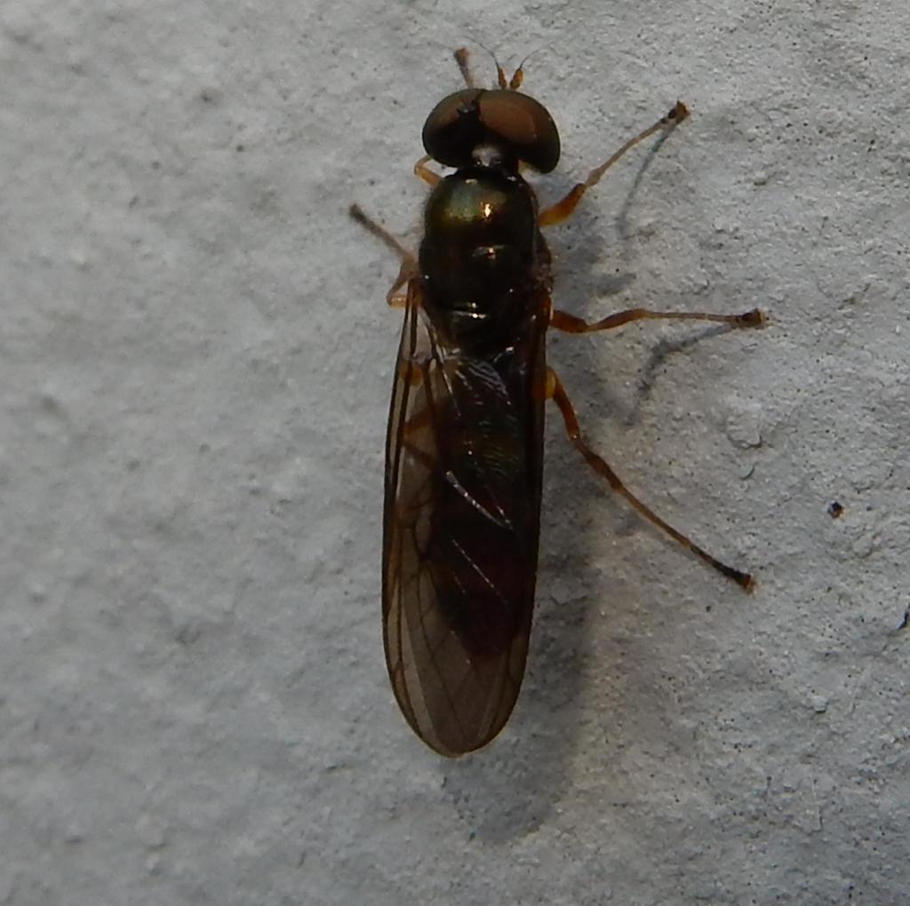 Chloromyia cingulata