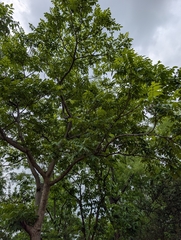 Lannea coromandelica, photograph (c) Ravuri Krishna Chaitanya, some rights reserved (CC BY)
